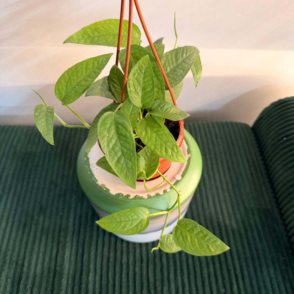 Cebu Blue Pothos (Epipremnum pinnatum 'Cebu Blue') - hanging plant (4" pot)