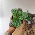 Peperomia caperata 'Luna Grey' (4" pot)