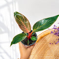Philodendron 'Birkin Pink' - Pot de 4"