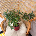 Begonia 'Medora' (Angel Wing Begonia) - pot de 4"
