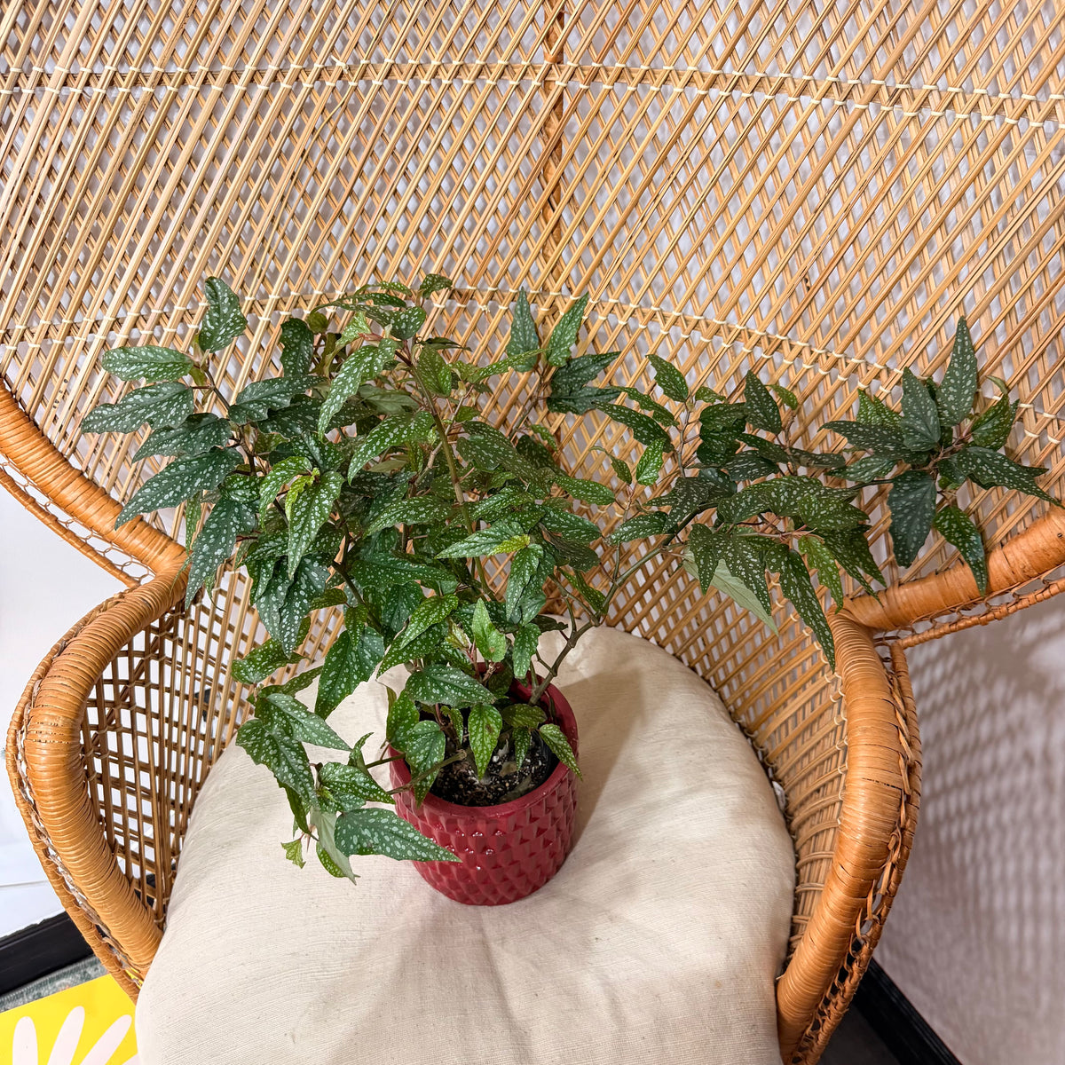 Begonia 'Medora' (Angel Wing Begonia) - pot de 4"