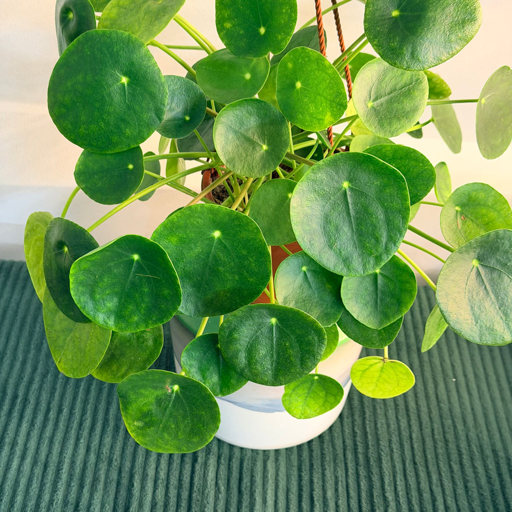 Pilea peperomioides (Chinese Money Plant) - 6" hanging pot