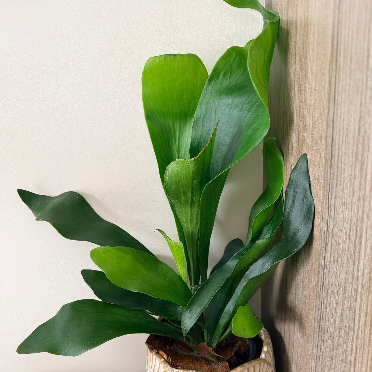 Fougère Corne de Cerf / Staghorn Fern