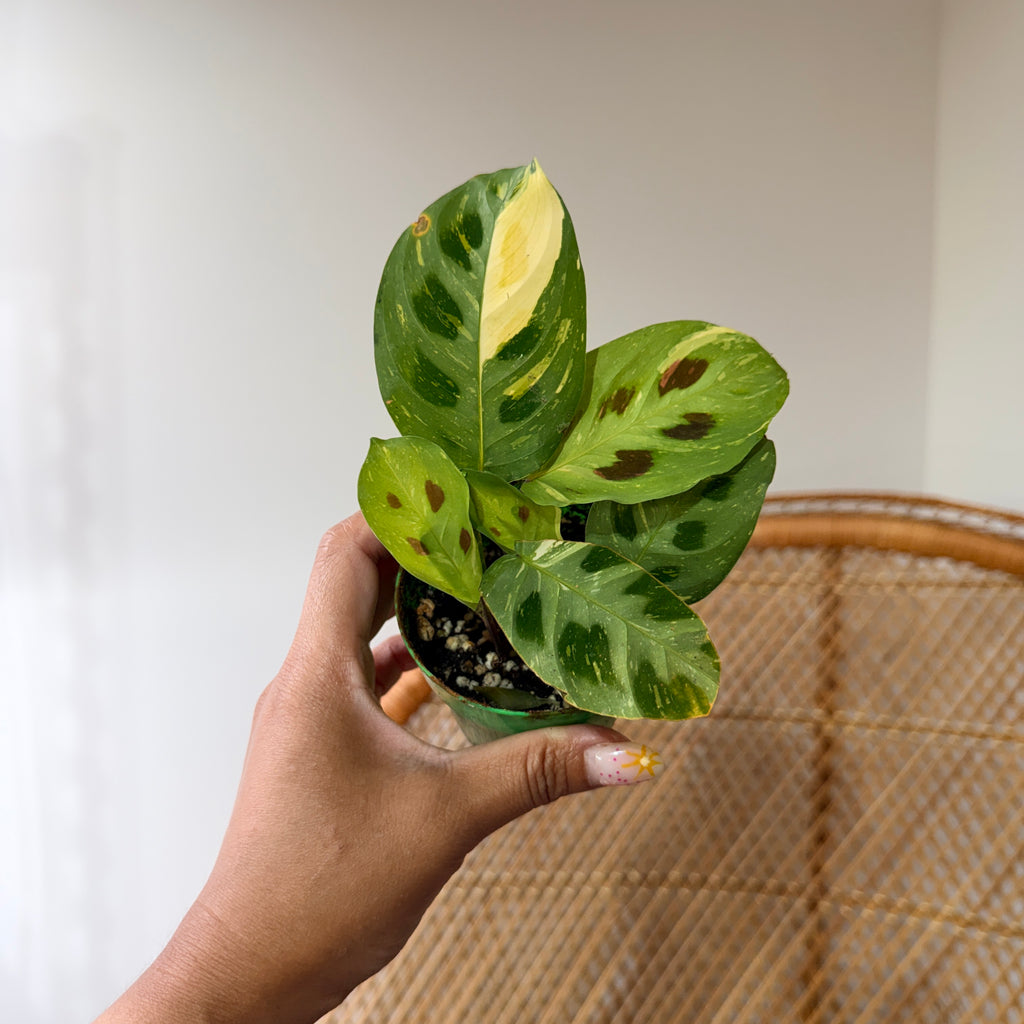 Maranta leuconeura 'Beauty Kim' (Variegated Prayer Plant) - 3" Pot