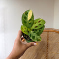Maranta leuconeura 'Beauty Kim' (Variegated Prayer Plant) - 3" Pot