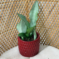 Sansevieria trifasciata 'Moonshine' (Plante serpent argentée) - Pot de 4"