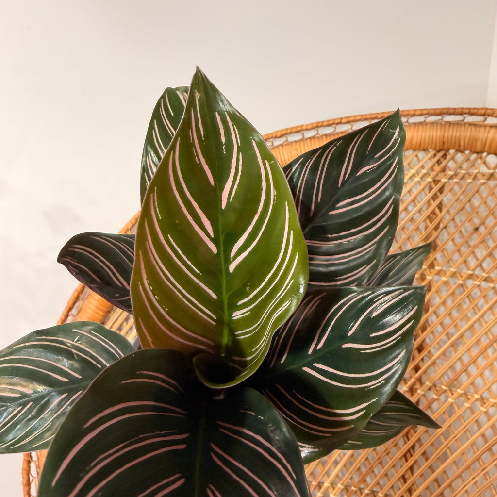 Goeppertia ornata (Calathea ornata / Pinstripe Calathea) - pot de 4"