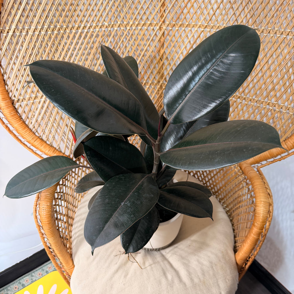 Ficus elastica 'Burgundy' (Caoutchouc Burgundy) - pot de 6"