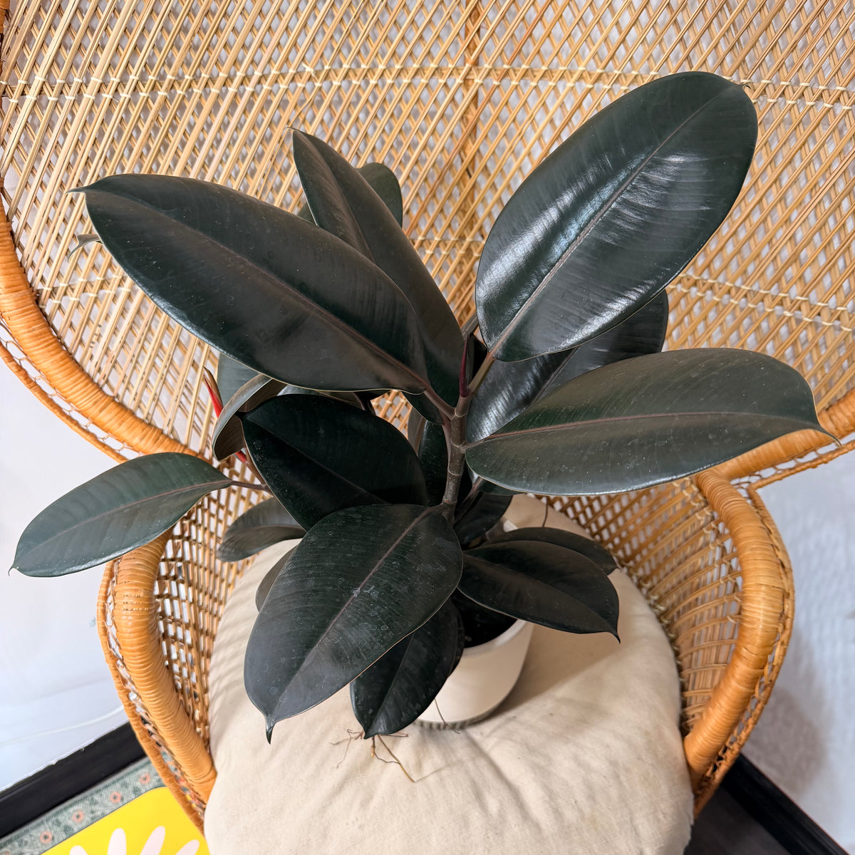 Ficus elastica 'Burgundy' (Caoutchouc Burgundy) - pot de 6"