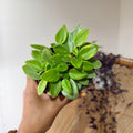 Peperomia 'Pixie Lime' pot de 4"