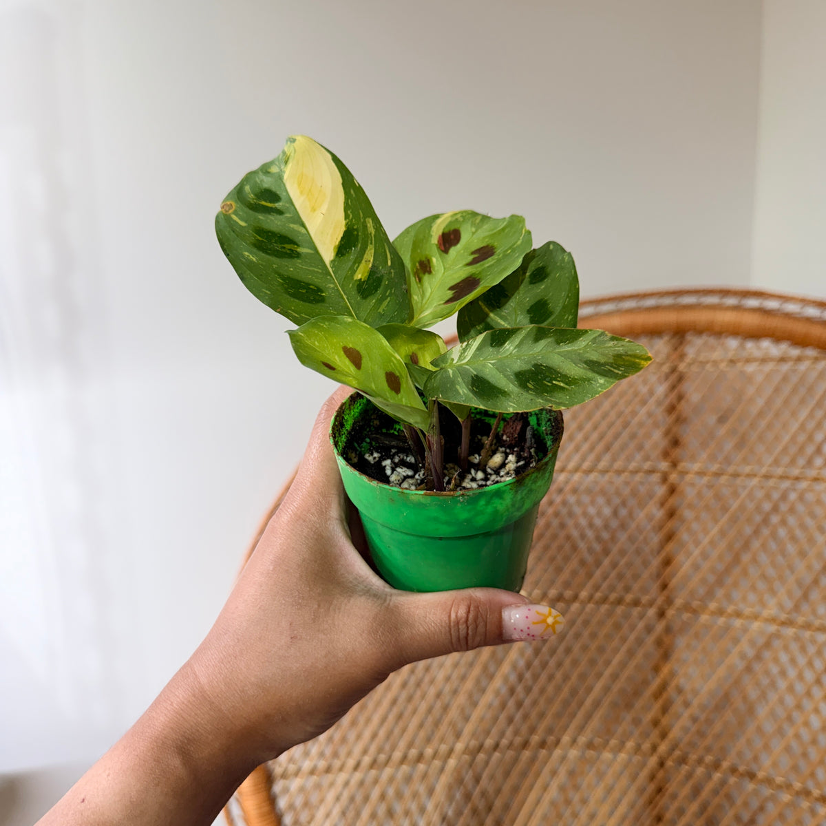 Maranta leuconeura 'Beauty Kim' (Plante prieuse panachée) - Pot de 3"