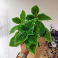 Pilea involucrata 'Moon Valley' (4" pot)