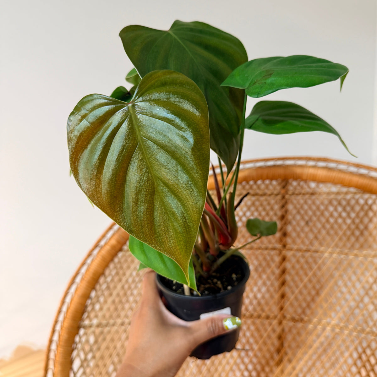 Philodendron lynamii - 4 pouces