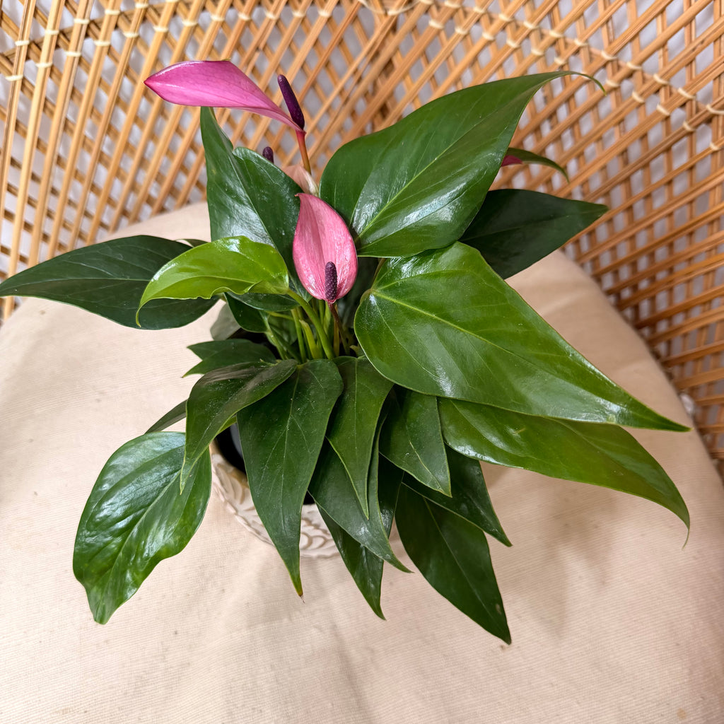 Anthurium 'Zizou' - pot de 4"