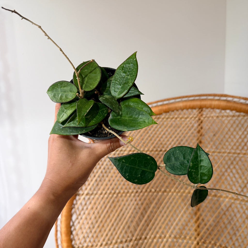 Hoya verticillata 'Black Margin'