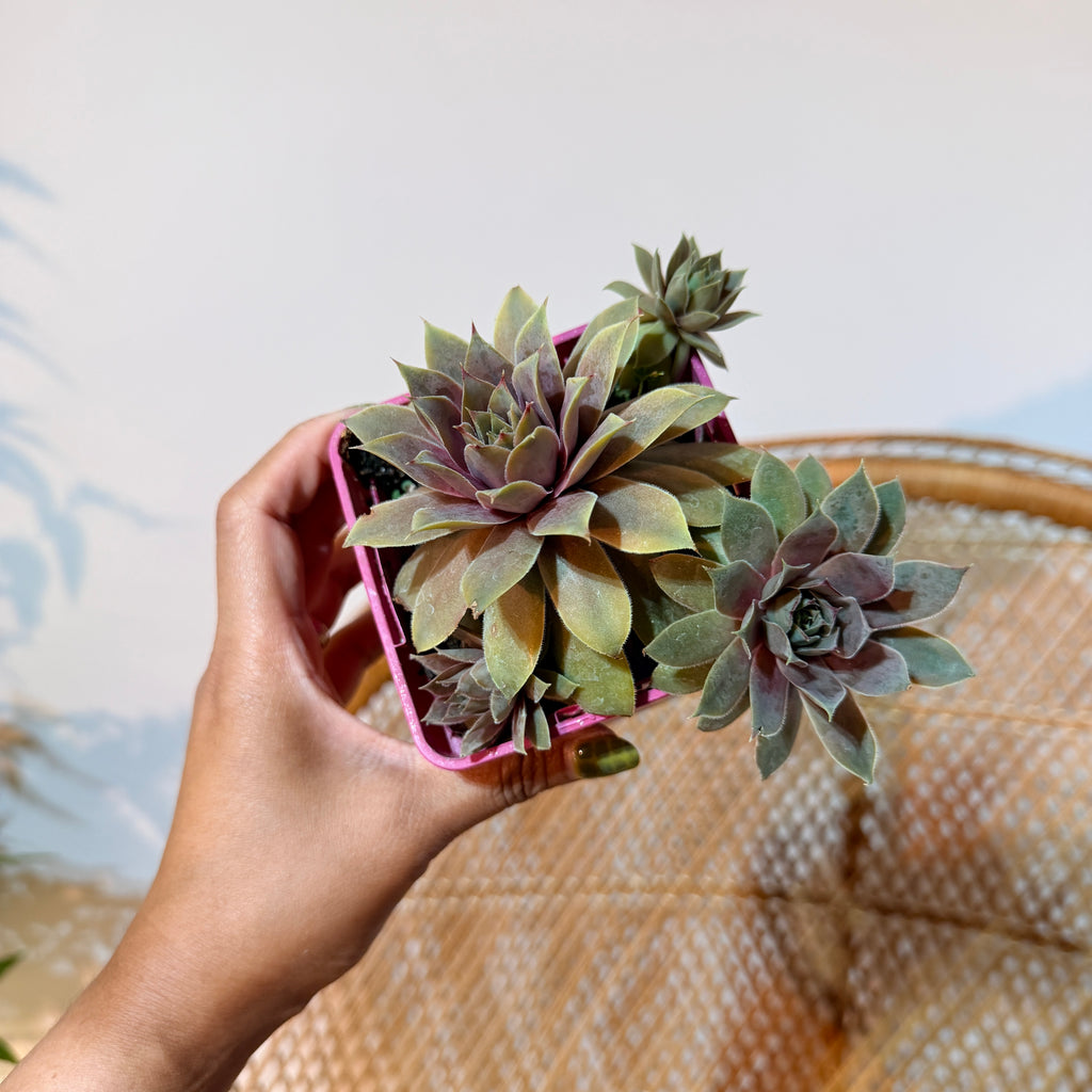 Collectible Sempervivum Succulent (Hen and Chicks) - 4" Pot