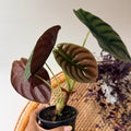 Alocasia cuprea 'Red Secret' (pot de 4")