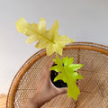Philodendron Neon 'Warscewiczii Aurea' - 4 inch