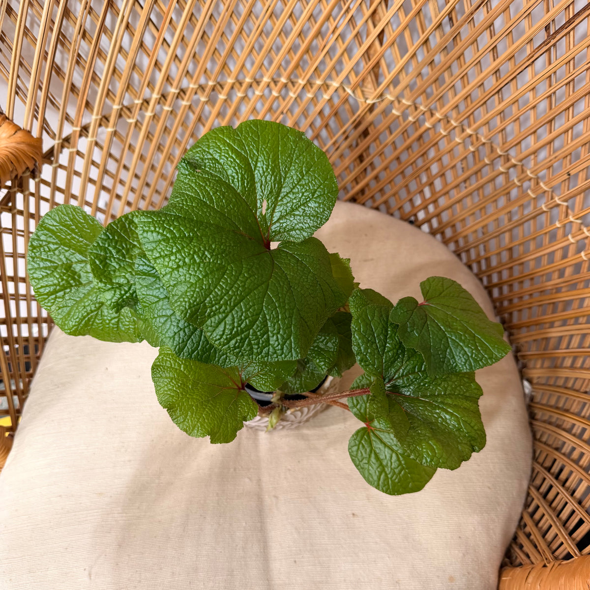 Begonia 'Boomer' - 4" pot