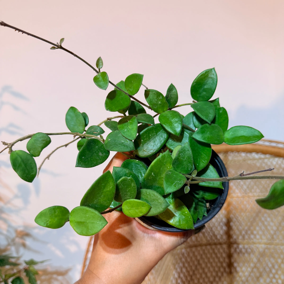 Hoya 'Chouke' de collection (Fleur de cire) – Pot de 4"