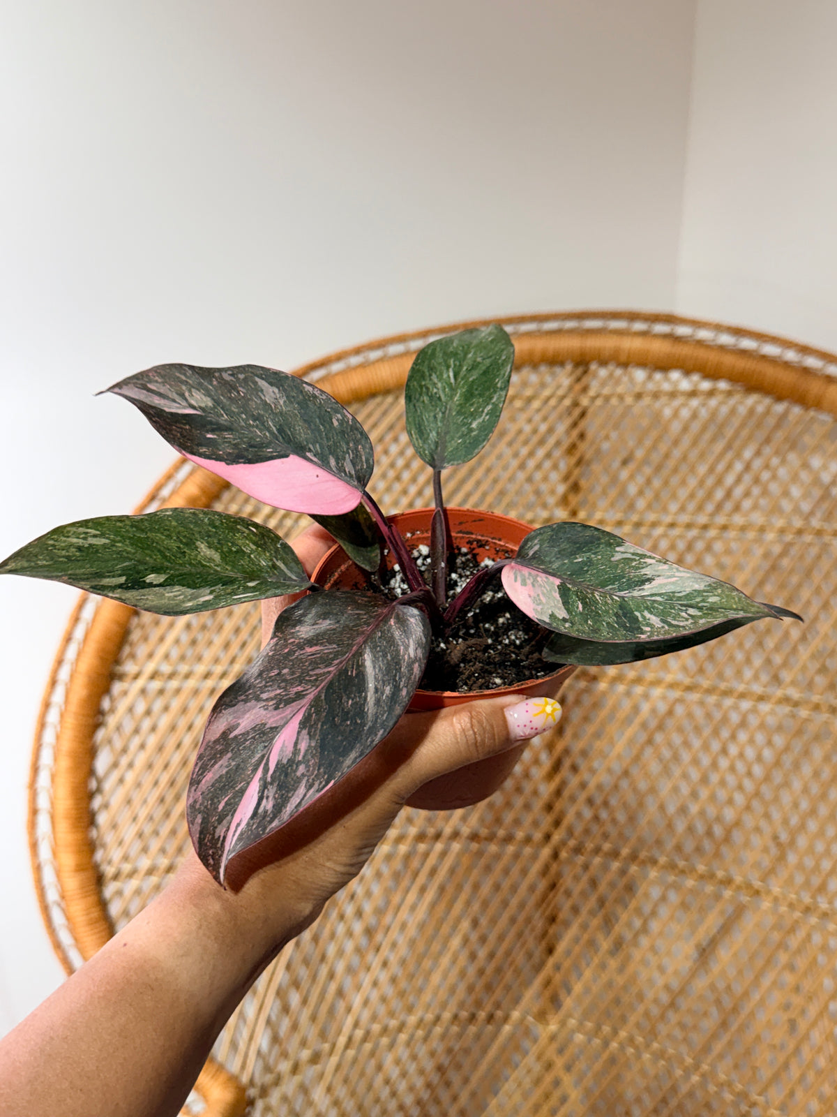 Philodendron erubescens 'Pink Princess' (Philodendron princesse rose) - Pot de 4"