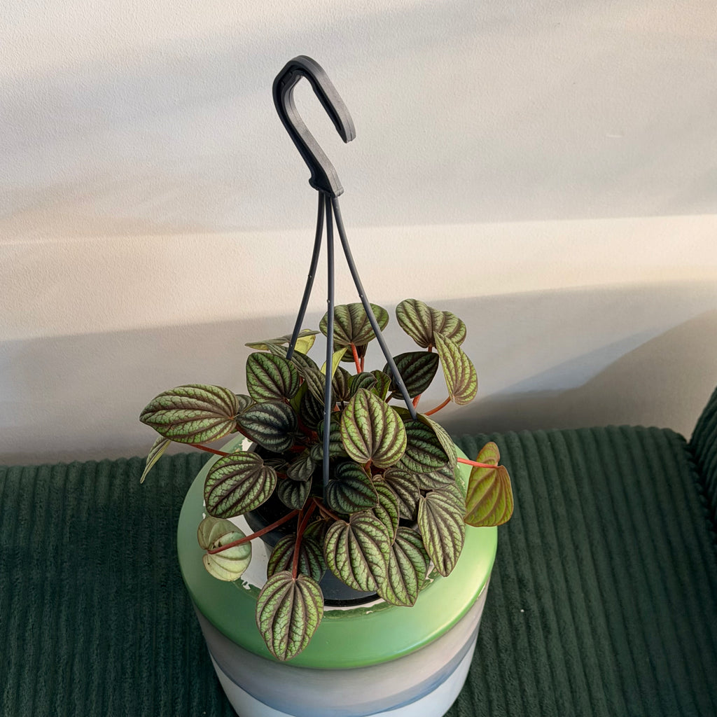 Peperomia caperata 'Piccolo Banda' - hanging plant (4" pot)