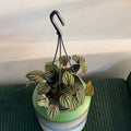 Peperomia caperata 'Piccolo Banda' - hanging plant (4" pot)