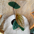 Anthurium radicans × luxurians - pot de 6"