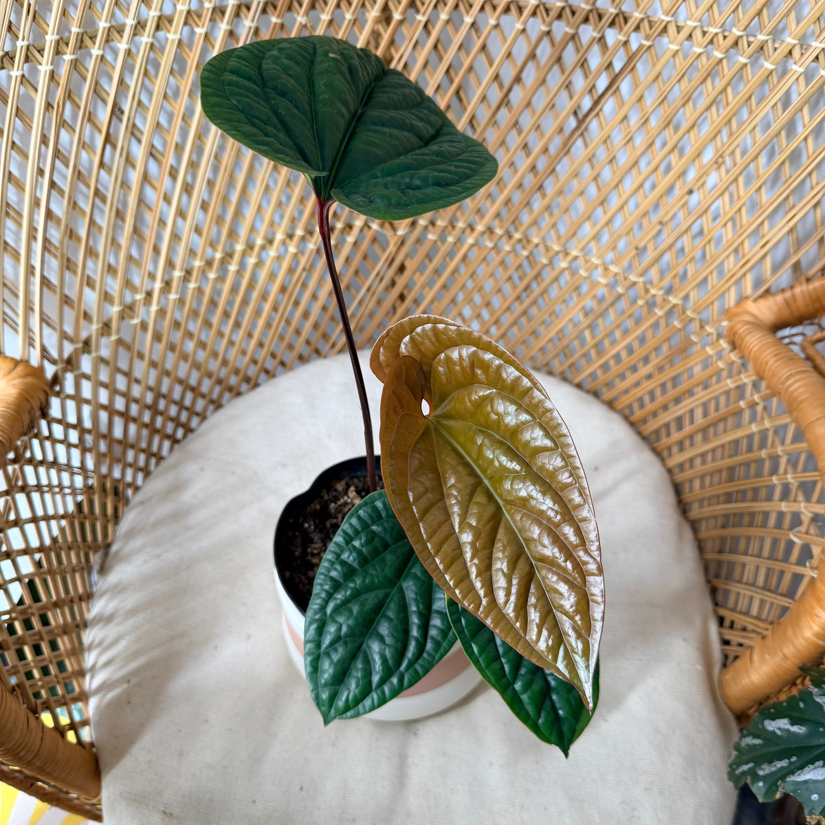 Anthurium radicans × luxurians - pot de 6"