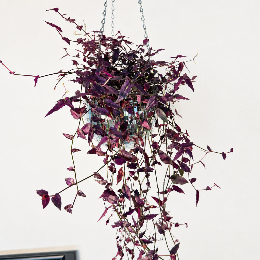 Tradescantia multiflora 'Purple Bridal Veil'
- 4" pot