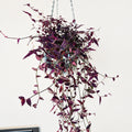 Tradescantia multiflora 'Purple Bridal Veil'
- 4" pot