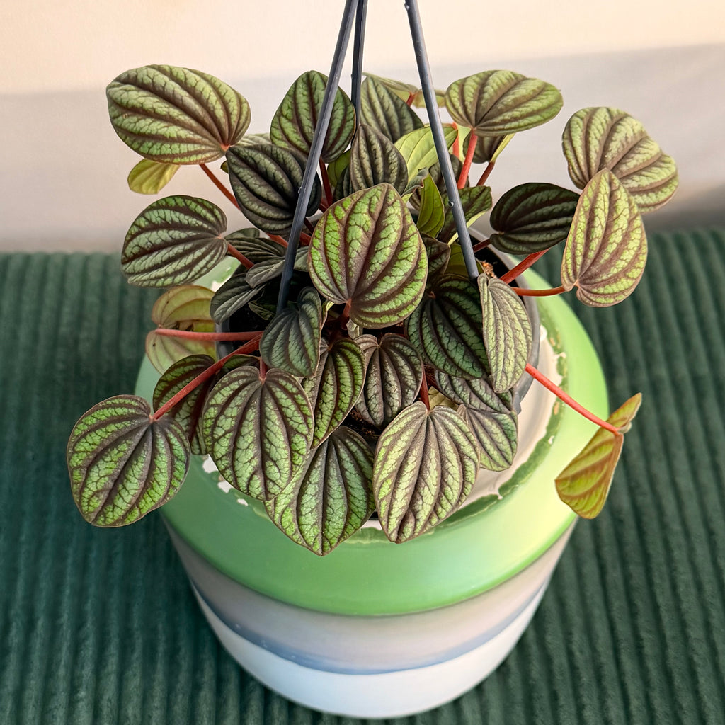 Peperomia caperata 'Piccolo Banda' - hanging plant (4" pot)
