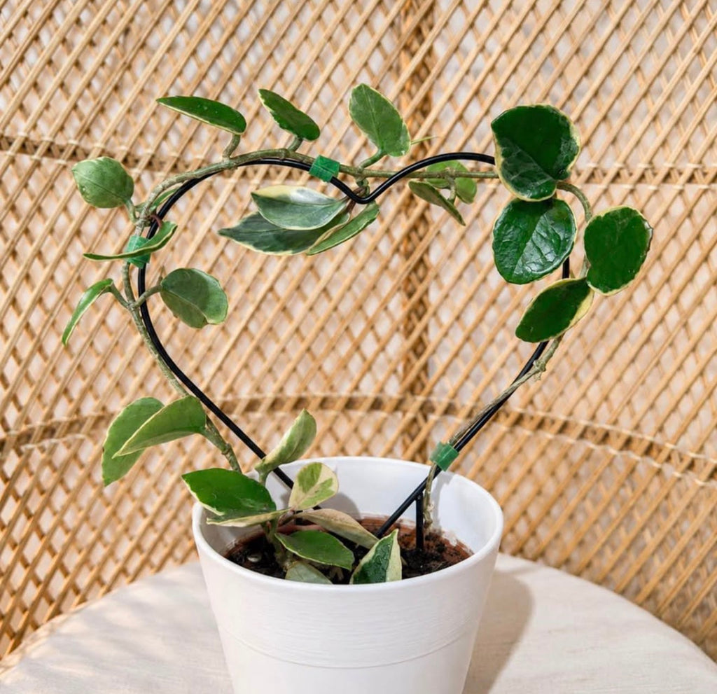 Heart-shaped metal trellis