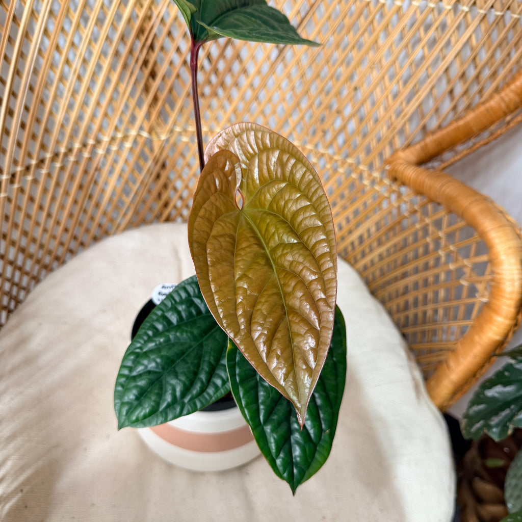 Anthurium radicans × luxurians - pot de 6"