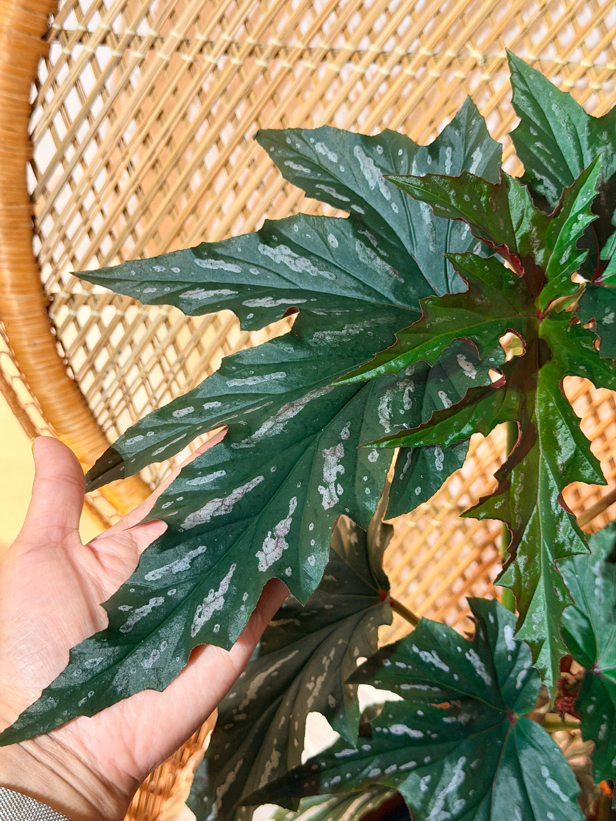 Begonia 'Lana' – Bégonia aile d'ange XL (Spécimen unique) - 6 pouces