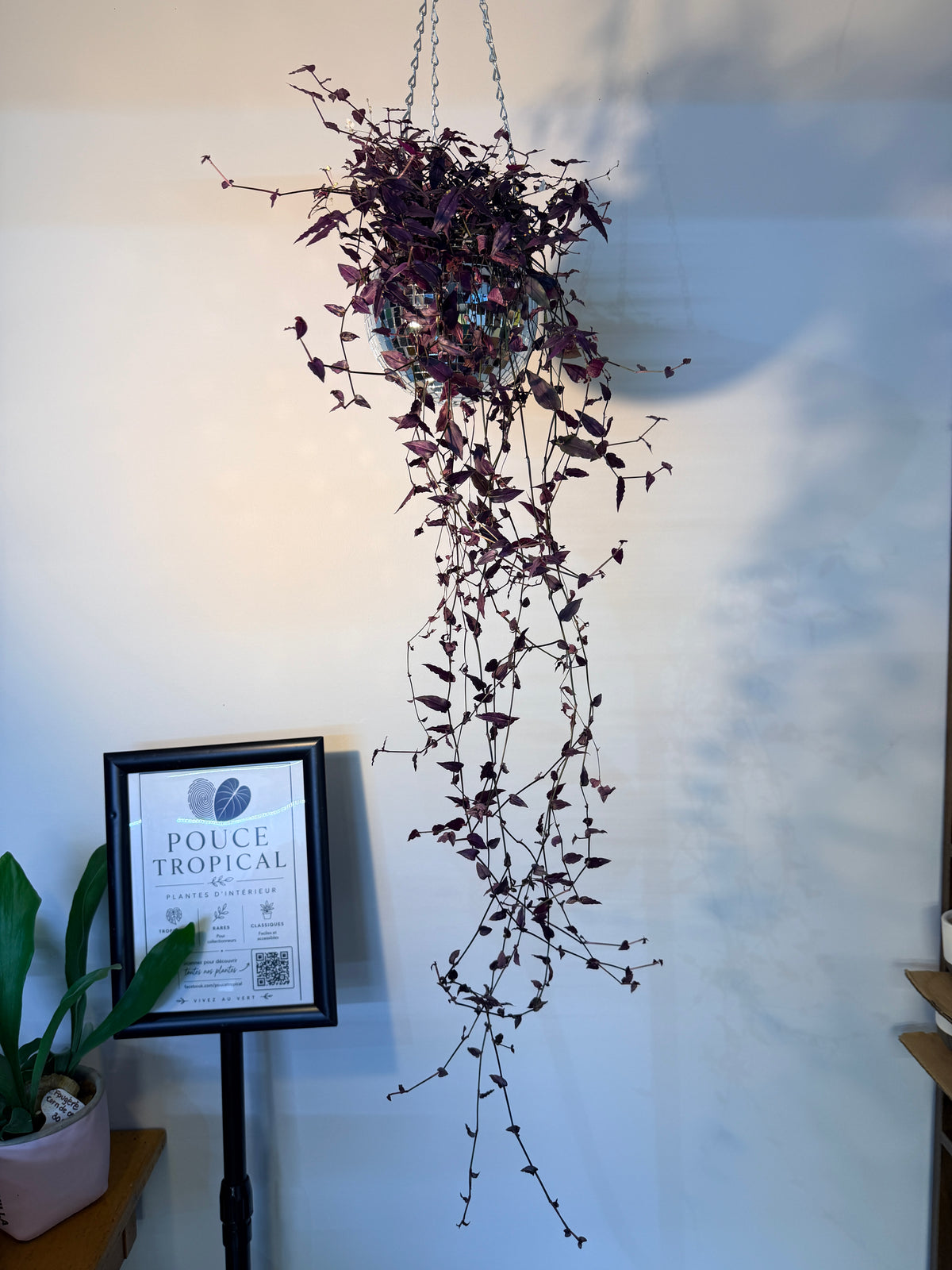 Tradescantia multiflora ‘Purple Bridal Veil’ (Voile de mariée pourpre)
- Pot de 4"