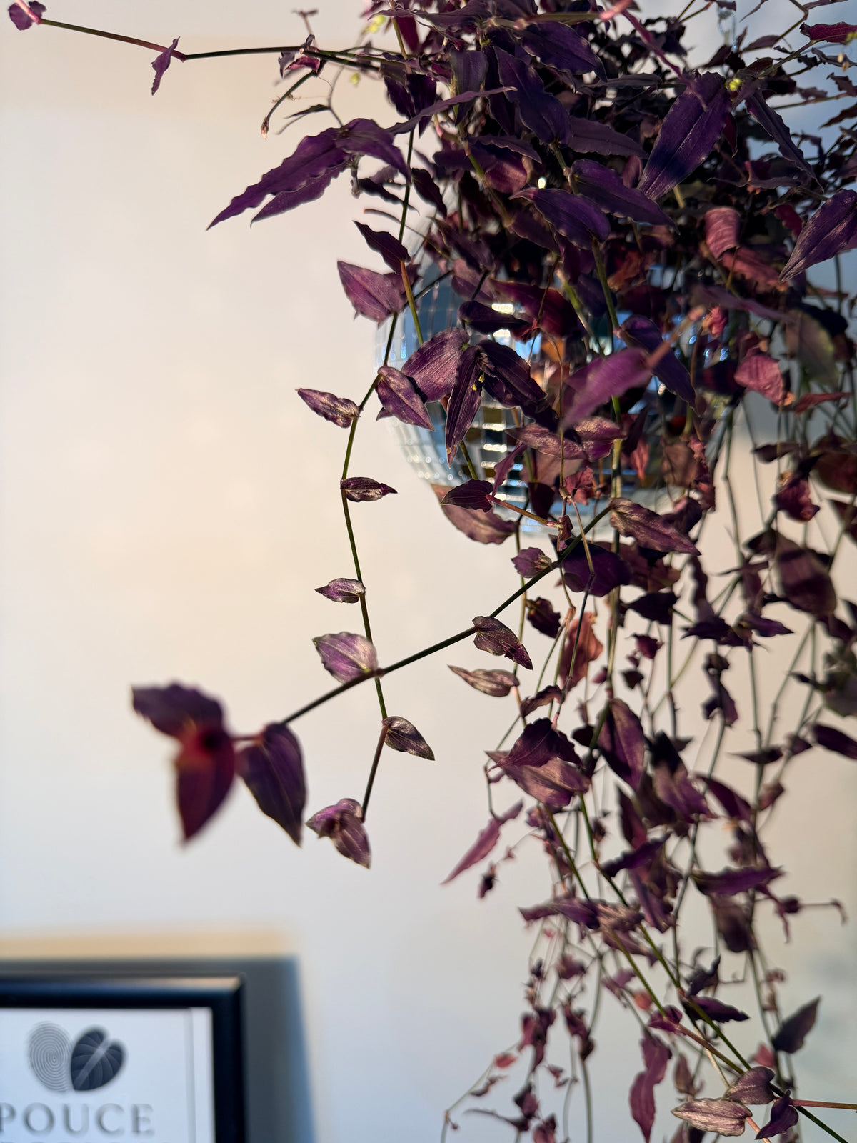 Tradescantia multiflora ‘Purple Bridal Veil’ (Voile de mariée pourpre)
- Pot de 4"