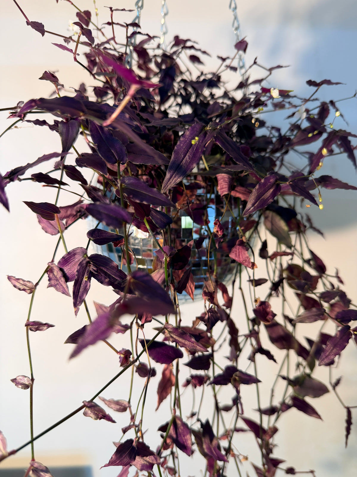 Tradescantia multiflora ‘Purple Bridal Veil’ (Voile de mariée pourpre)
- Pot de 4"
