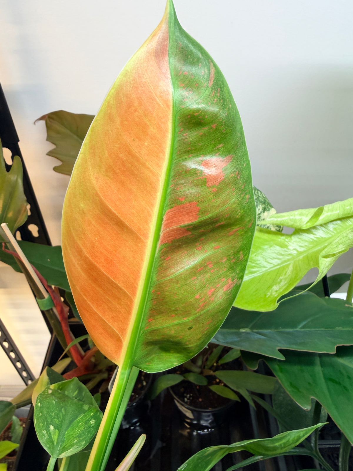 Philodendron ‘Green Congo Nuclear’ Variegata - pot de 5"