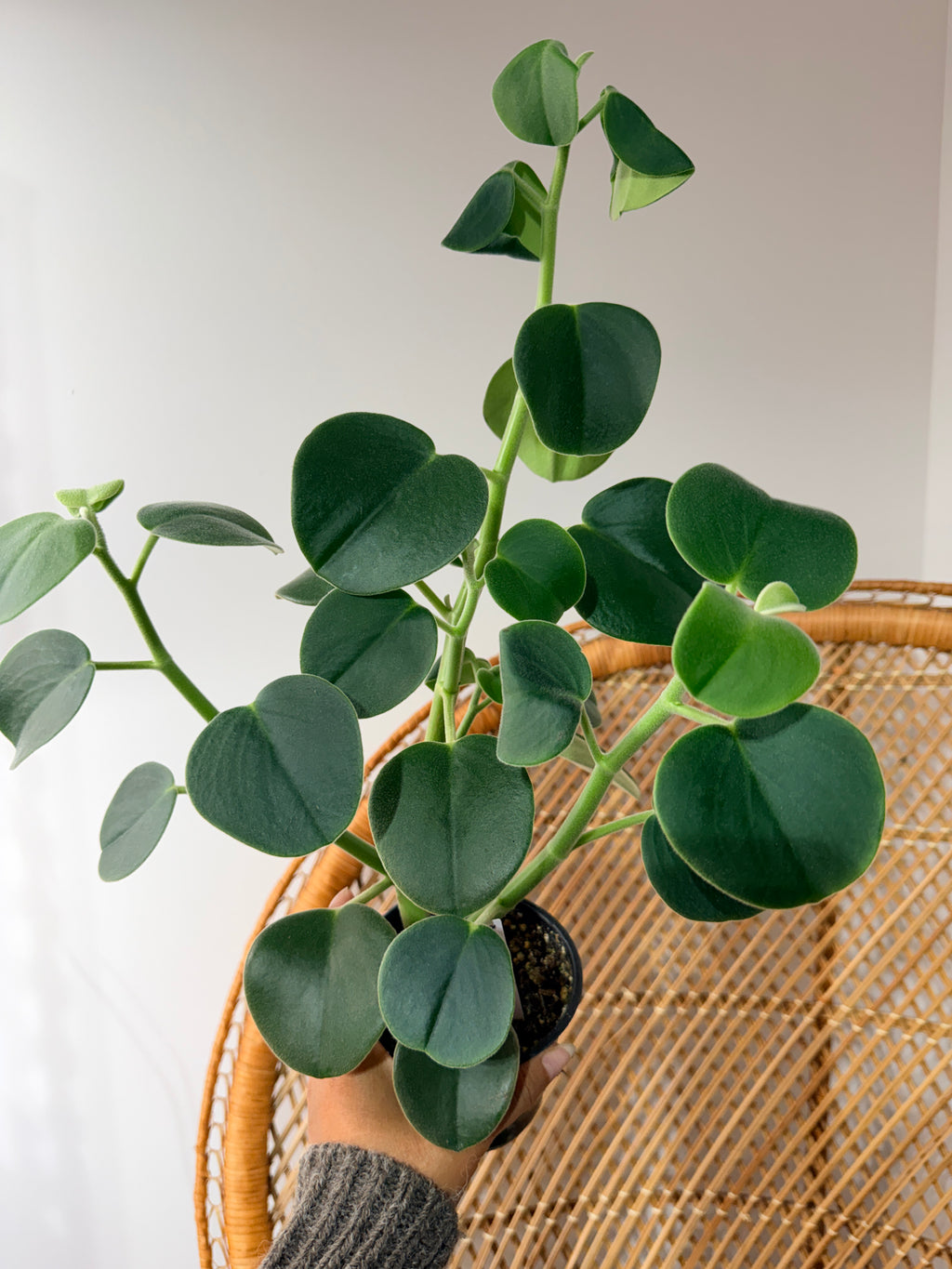 Peperomia incana (pot de 4")