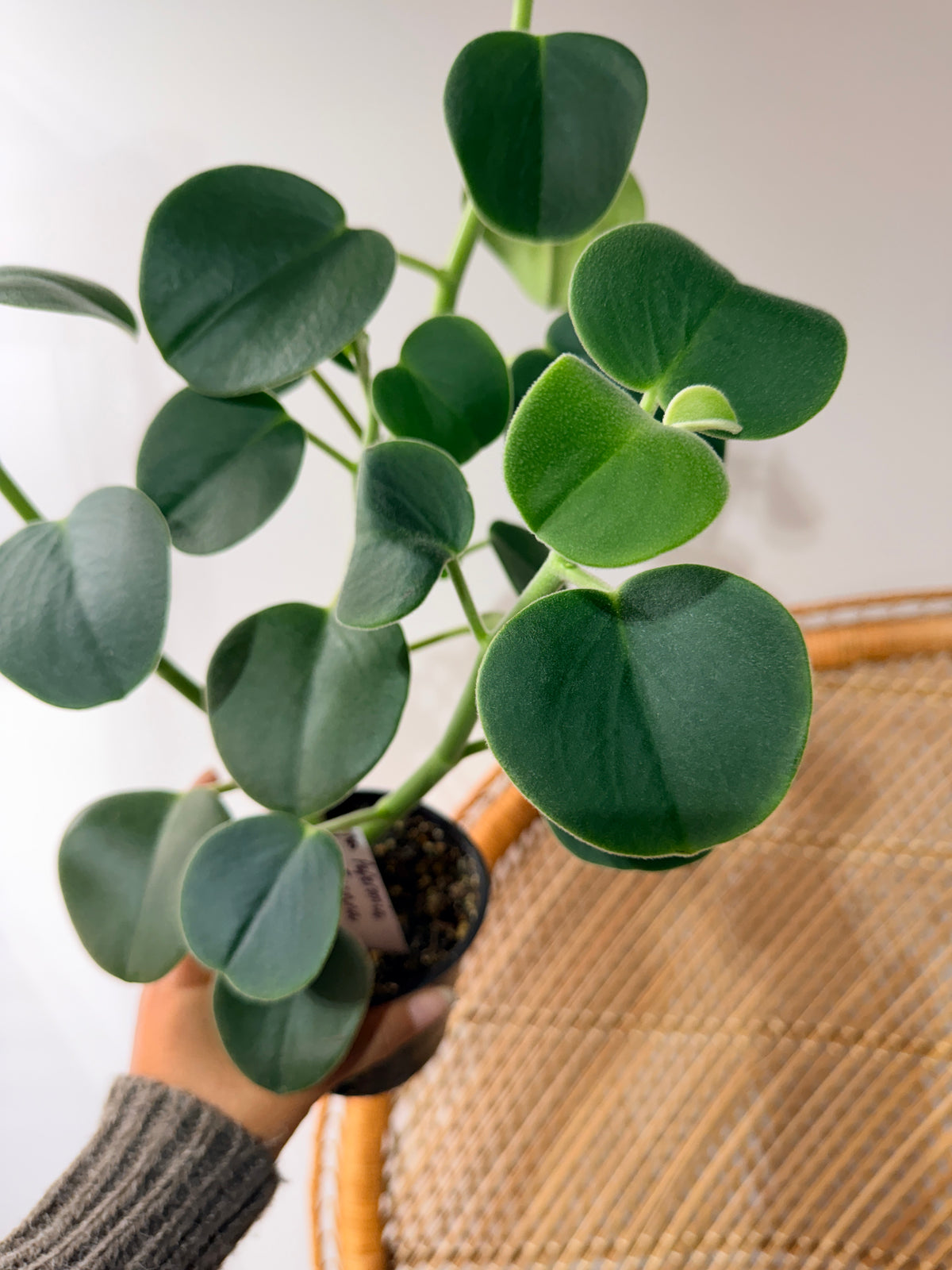 Peperomia incana (pot de 4")