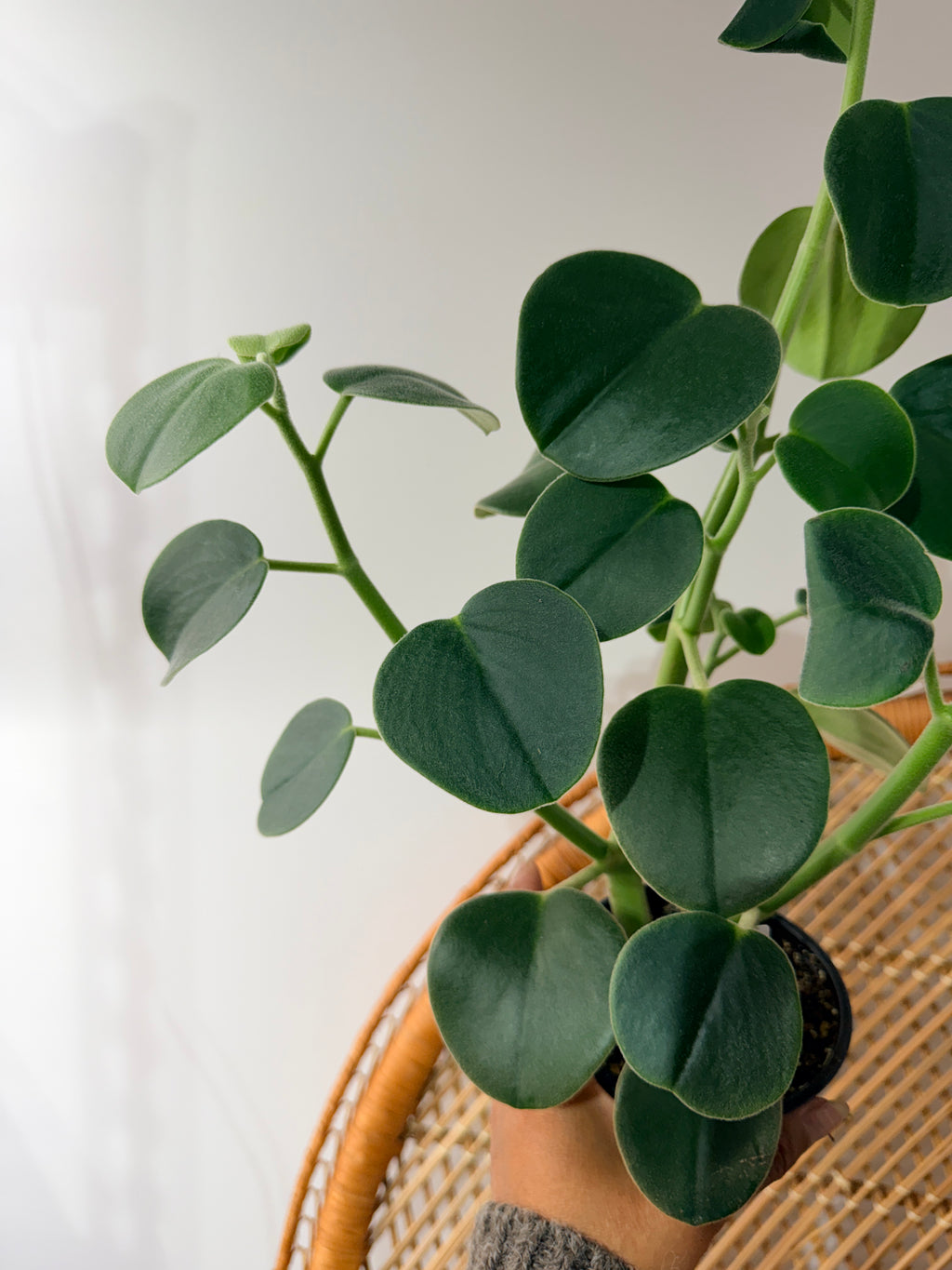 Peperomia incana (pot de 4")