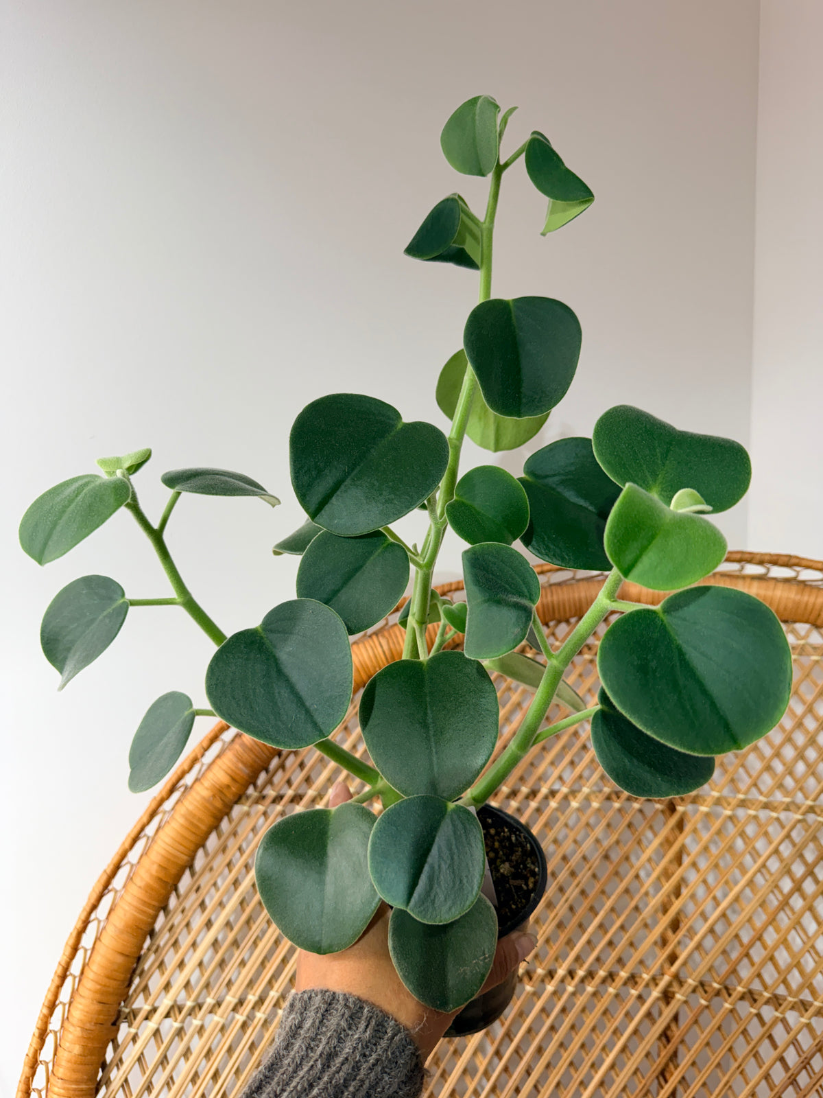 Peperomia incana (pot de 4")