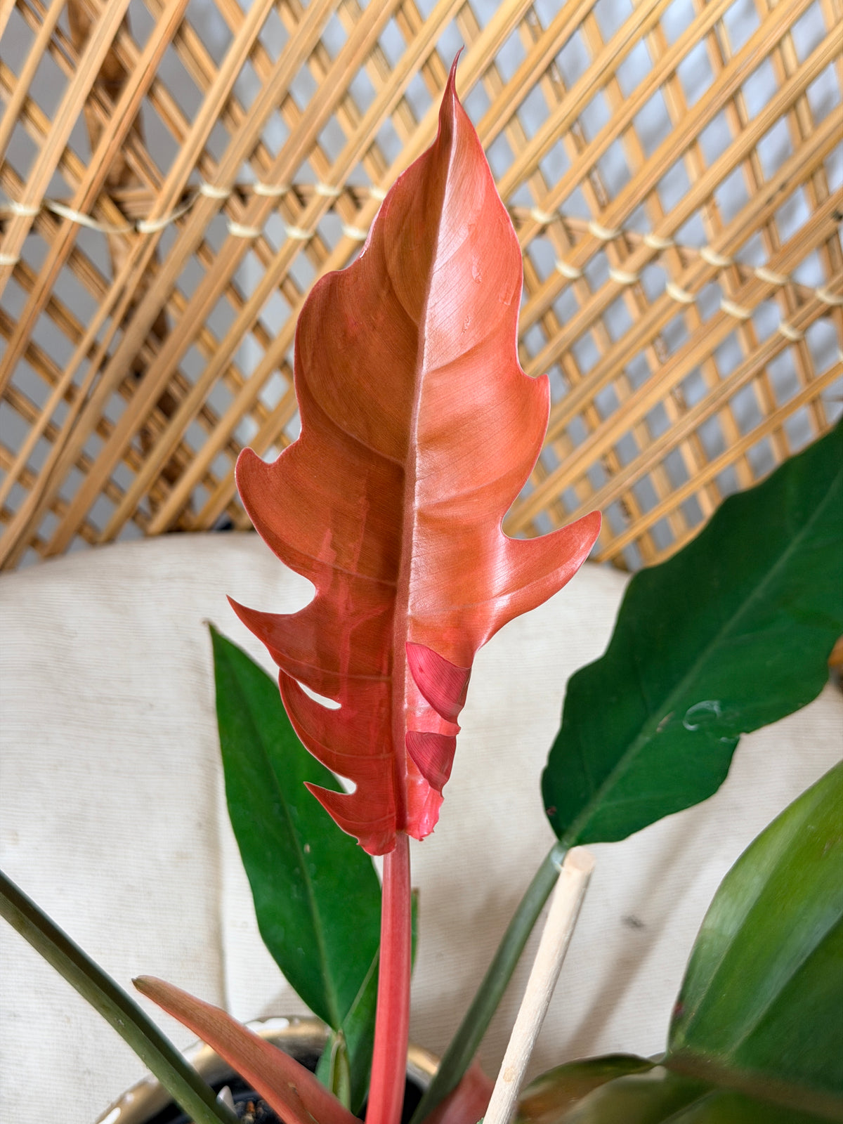 Philodendron Chocolate Empress pot de 4"