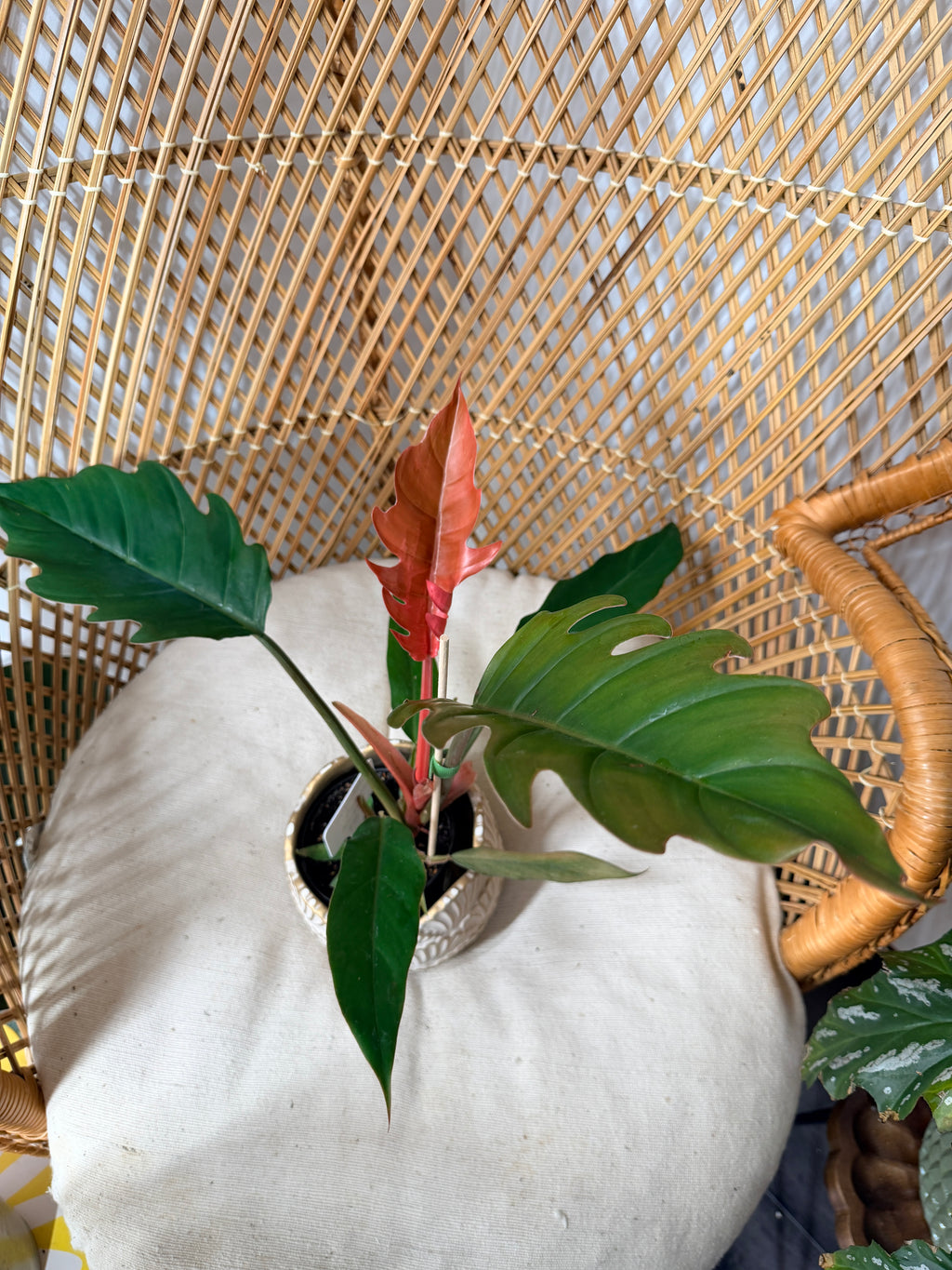 Philodendron Chocolate Empress 4" pot