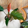Philodendron Chocolate Empress 4" pot