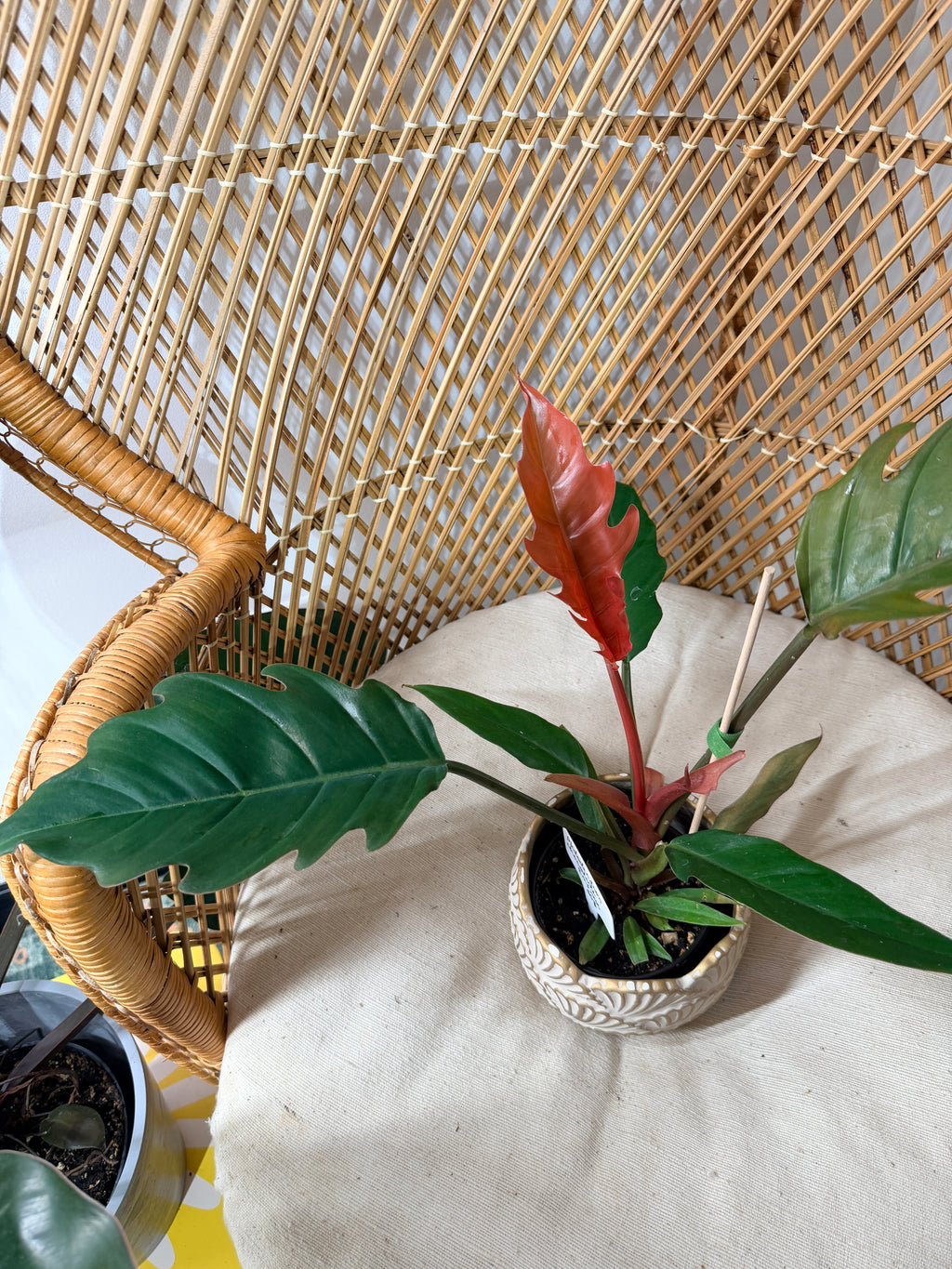 Philodendron Chocolate Empress 4" pot