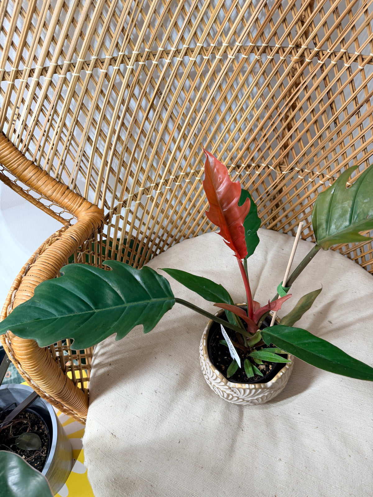 Philodendron Chocolate Empress pot de 4"